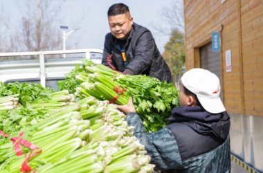 我校将半截楼村“滞销菜”变为“直销菜”